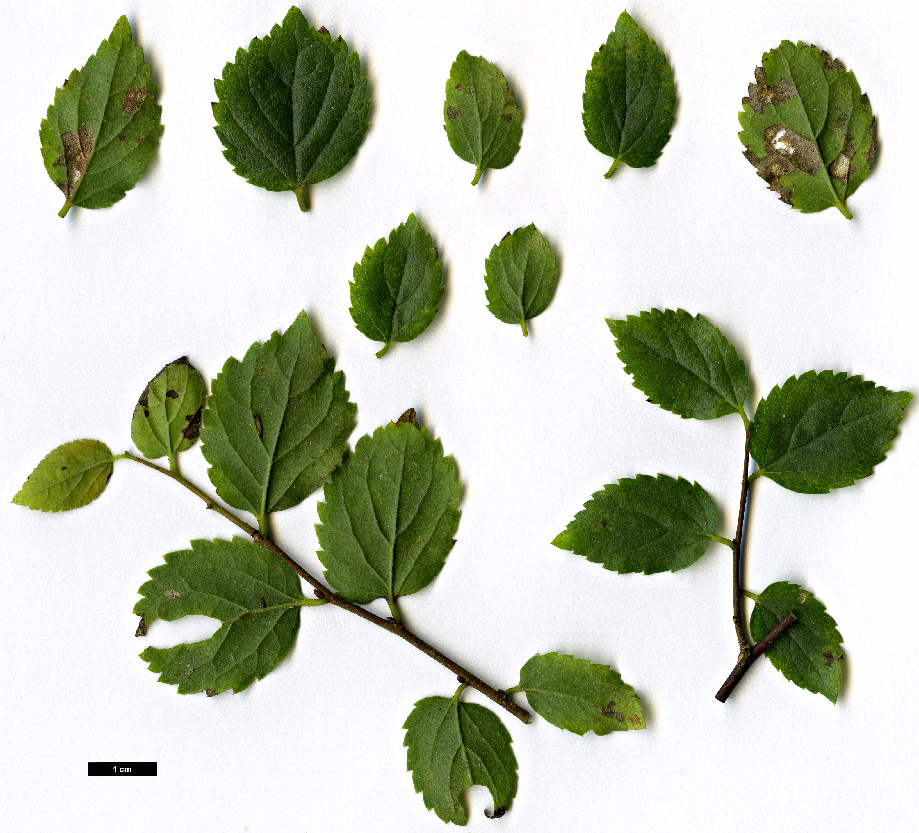 High resolution image: Family: Cannabaceae - Genus: Celtis - Taxon: tournefortii - SpeciesSub: var. tournefortii